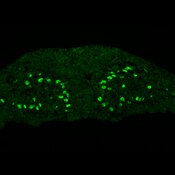 Immunofluorescence of Xenopus myotome labeled with DSHB antibody D7F2 against MyoD. Image Credit: Doug Houston, University of Iowa.